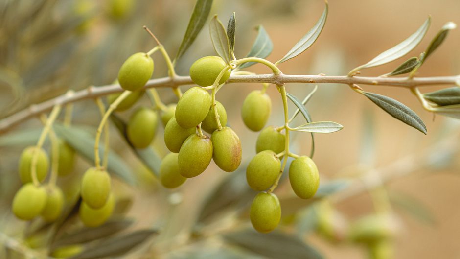 Κλαδί ελιάς με πράσινες ελιές